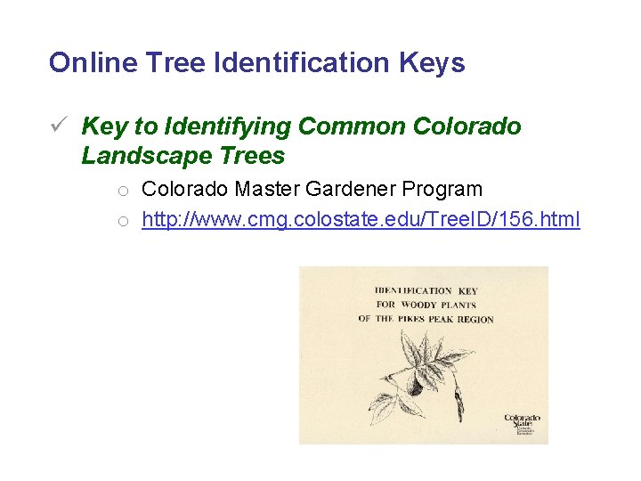 Online Tree Identification Keys ü Key to Identifying Common Colorado Landscape Trees o Colorado