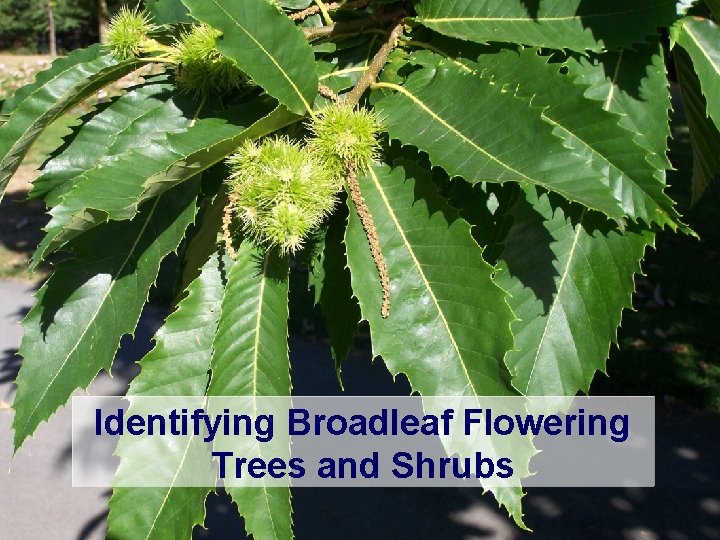 Identifying Broadleaf Flowering Trees and Shrubs 