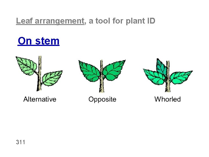 Leaf arrangement, a tool for plant ID On stem 311 