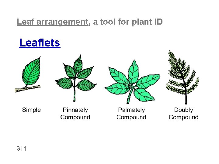 Leaf arrangement, a tool for plant ID Leaflets 311 