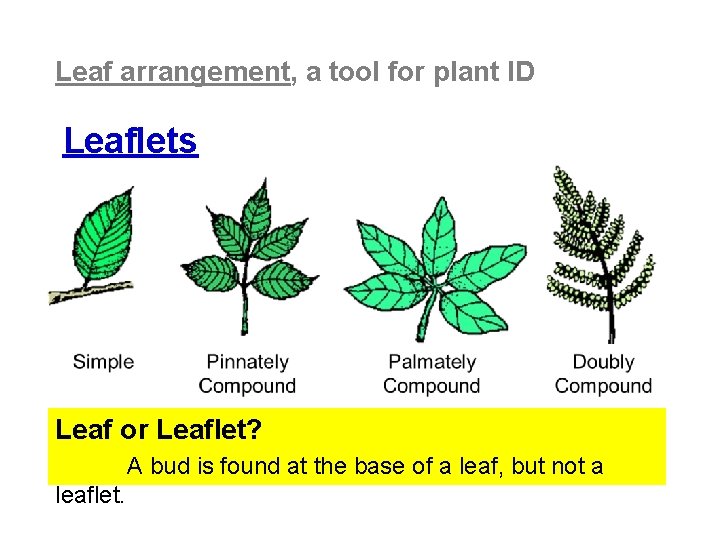 Leaf arrangement, a tool for plant ID Leaflets Leaf or Leaflet? A bud is