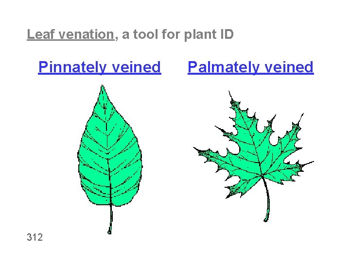 Leaf venation, a tool for plant ID Pinnately veined 312 Palmately veined 