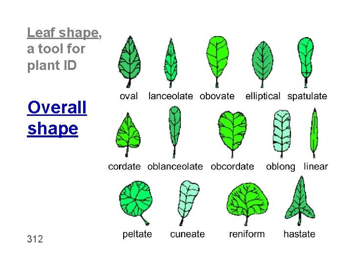 Leaf shape, a tool for plant ID Overall shape 312 