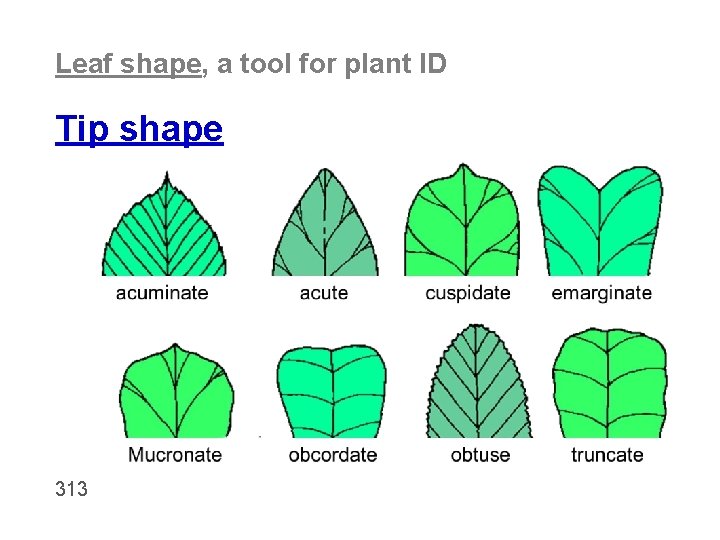 Leaf shape, a tool for plant ID Tip shape 313 