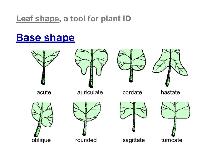 Leaf shape, a tool for plant ID Base shape 
