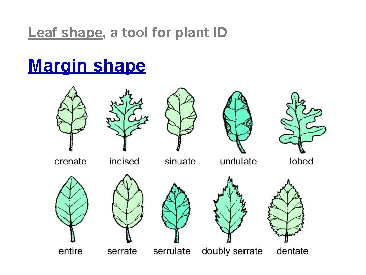 Leaf shape, a tool for plant ID Margin shape 