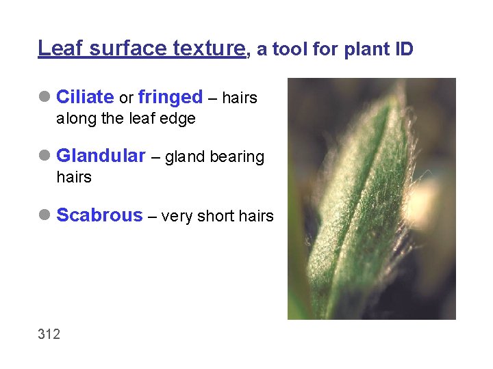 Leaf surface texture, a tool for plant ID l Ciliate or fringed – hairs