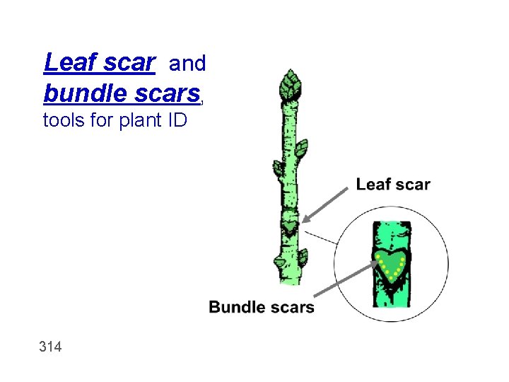 Leaf scar and bundle scars, tools for plant ID 314 