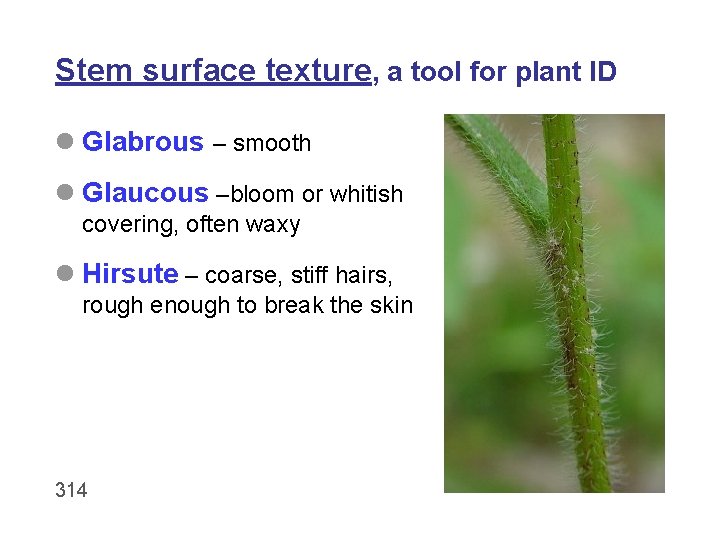 Stem surface texture, a tool for plant ID l Glabrous – smooth l Glaucous