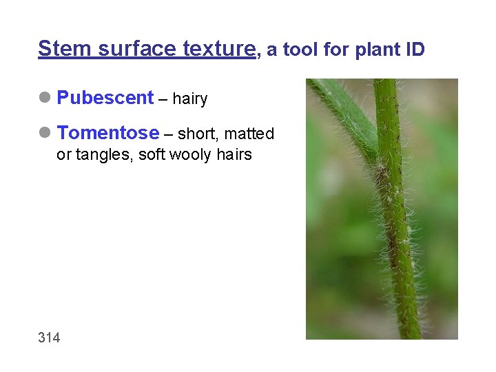 Stem surface texture, a tool for plant ID l Pubescent – hairy l Tomentose