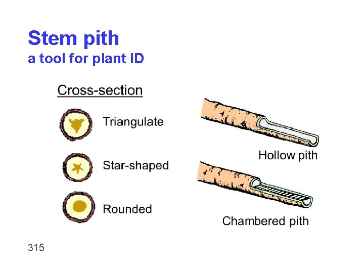 Stem pith a tool for plant ID 315 