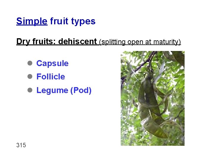 Simple fruit types Dry fruits: dehiscent (splitting open at maturity) l Capsule l Follicle