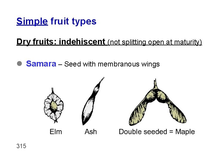 Simple fruit types Dry fruits: indehiscent (not splitting open at maturity) l Samara –