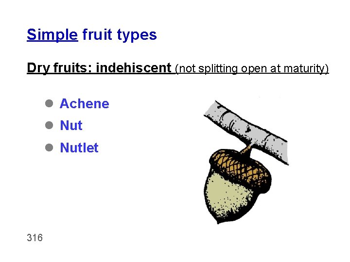 Simple fruit types Dry fruits: indehiscent (not splitting open at maturity) l Achene l