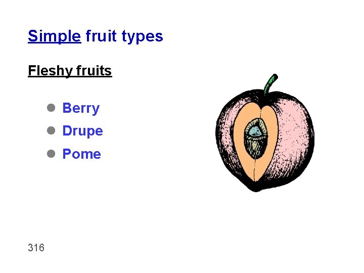 Simple fruit types Fleshy fruits l Berry l Drupe l Pome 316 