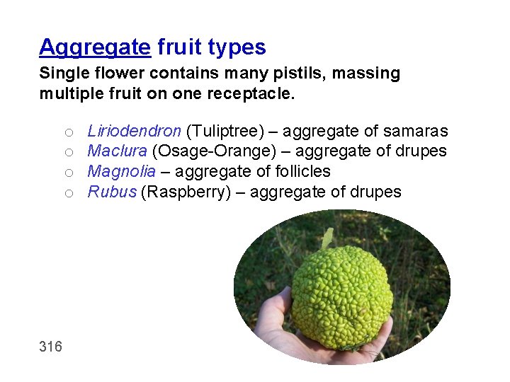 Aggregate fruit types Single flower contains many pistils, massing multiple fruit on one receptacle.