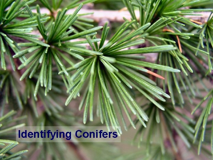 Identifying Conifers 