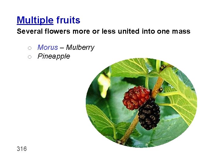 Multiple fruits Several flowers more or less united into one mass o Morus –