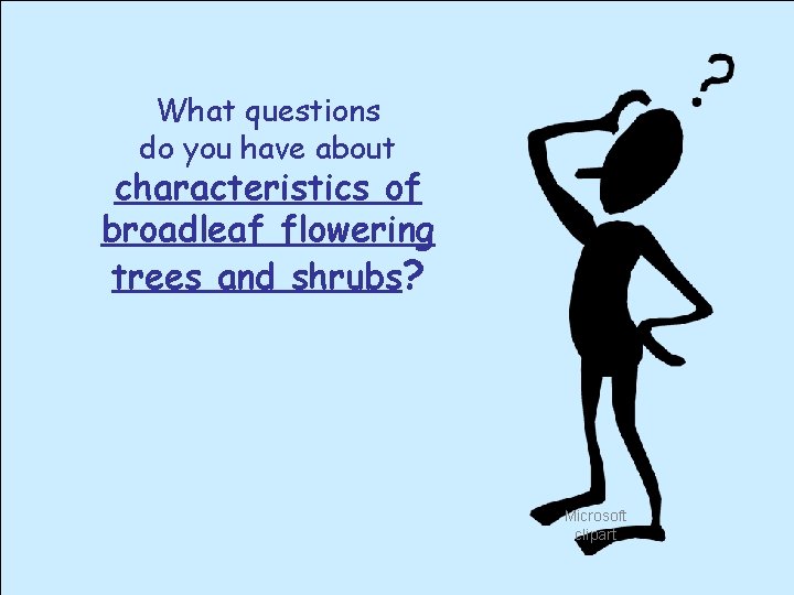 What questions do you have about characteristics of broadleaf flowering trees and shrubs? Microsoft