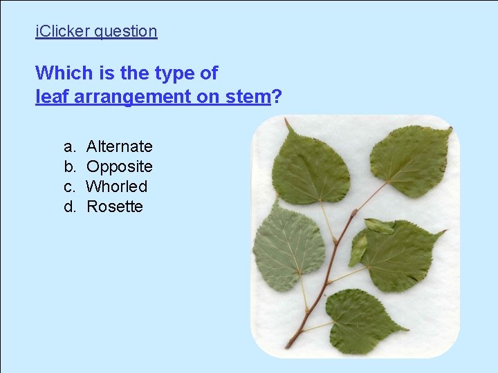 i. Clicker question Which is the type of leaf arrangement on stem? a. b.