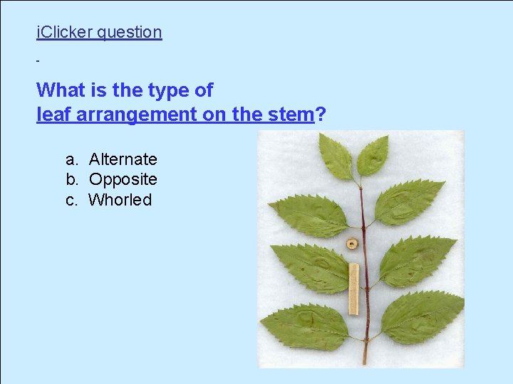 i. Clicker question What is the type of leaf arrangement on the stem? a.