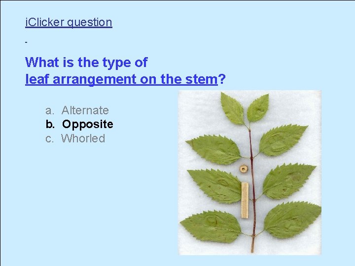 i. Clicker question What is the type of leaf arrangement on the stem? a.