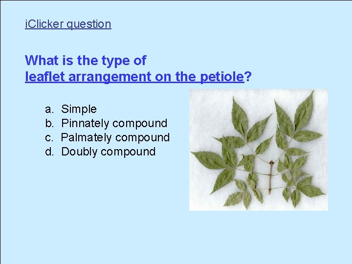 i. Clicker question What is the type of leaflet arrangement on the petiole? a.