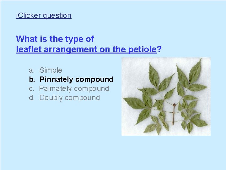 i. Clicker question What is the type of leaflet arrangement on the petiole? a.