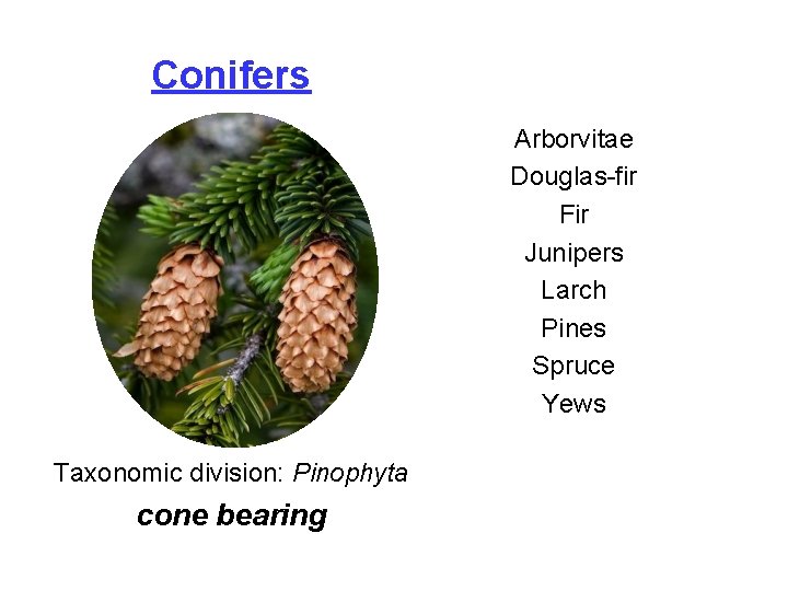 Conifers Arborvitae Douglas-fir Fir Junipers Larch Pines Spruce Yews Taxonomic division: Pinophyta cone bearing