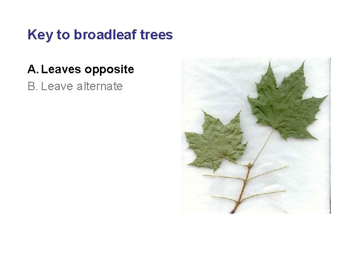 Key to broadleaf trees A. Leaves opposite B. Leave alternate 