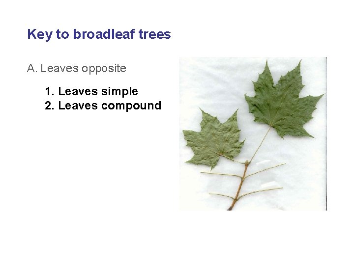 Key to broadleaf trees A. Leaves opposite 1. Leaves simple 2. Leaves compound 