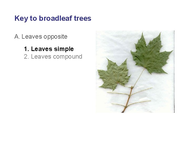 Key to broadleaf trees A. Leaves opposite 1. Leaves simple 2. Leaves compound 