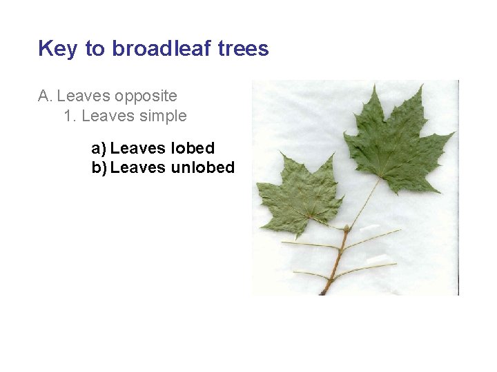 Key to broadleaf trees A. Leaves opposite 1. Leaves simple a) Leaves lobed b)