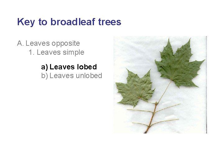 Key to broadleaf trees A. Leaves opposite 1. Leaves simple a) Leaves lobed b)