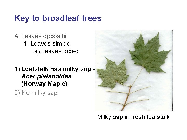 Key to broadleaf trees A. Leaves opposite 1. Leaves simple a) Leaves lobed 1)