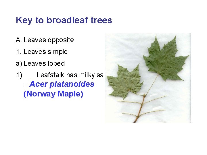 Key to broadleaf trees A. Leaves opposite 1. Leaves simple a) Leaves lobed 1)
