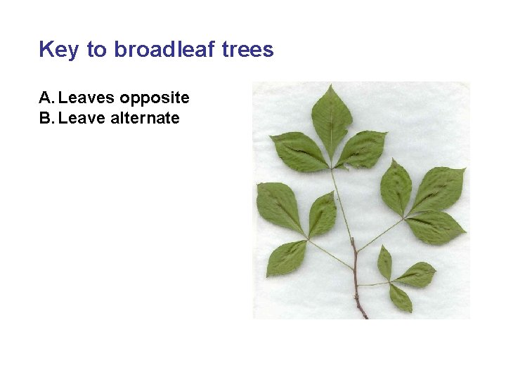 Key to broadleaf trees A. Leaves opposite B. Leave alternate 