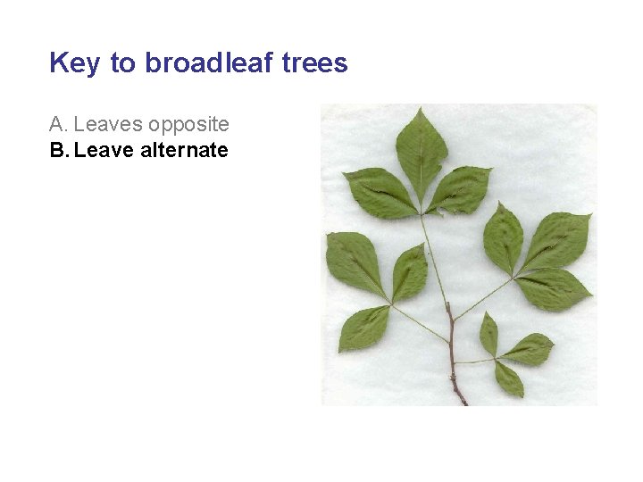 Key to broadleaf trees A. Leaves opposite B. Leave alternate 