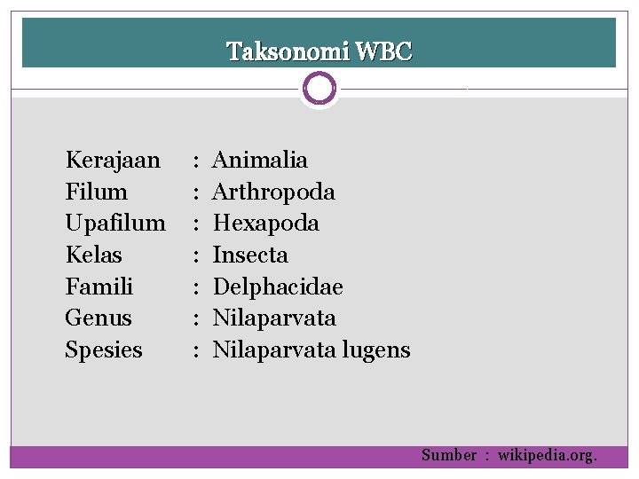 Taksonomi WBC Kerajaan Filum Upafilum Kelas Famili Genus Spesies : : : : Animalia