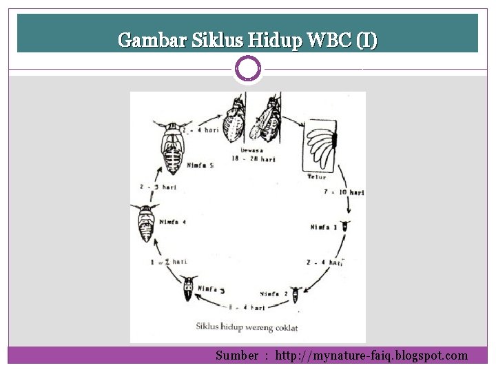 Gambar Siklus Hidup WBC (I) Sumber : http: //mynature-faiq. blogspot. com 