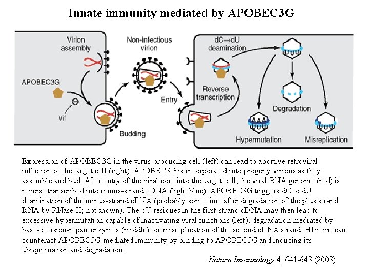 Innate immunity mediated by APOBEC 3 G Expression of APOBEC 3 G in the