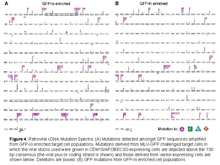 Figure 4. Retroviral c. DNA Mutation Spectra. (A) Mutations detected amongst GFP sequences amplified