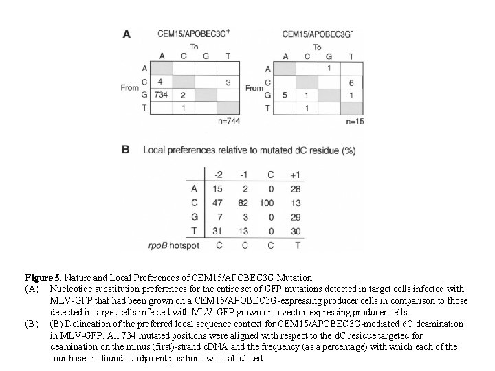 Figure 5. Nature and Local Preferences of CEM 15/APOBEC 3 G Mutation. (A) Nucleotide