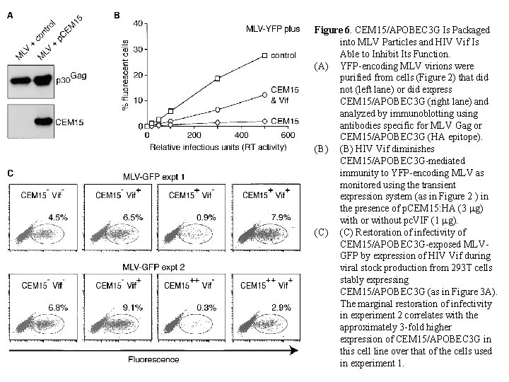 Figure 6. CEM 15/APOBEC 3 G Is Packaged into MLV Particles and HIV Vif