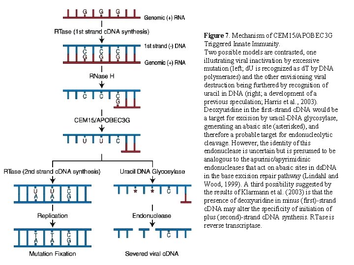 Figure 7. Mechanism of CEM 15/APOBEC 3 G Triggered Innate Immunity. Two possible models