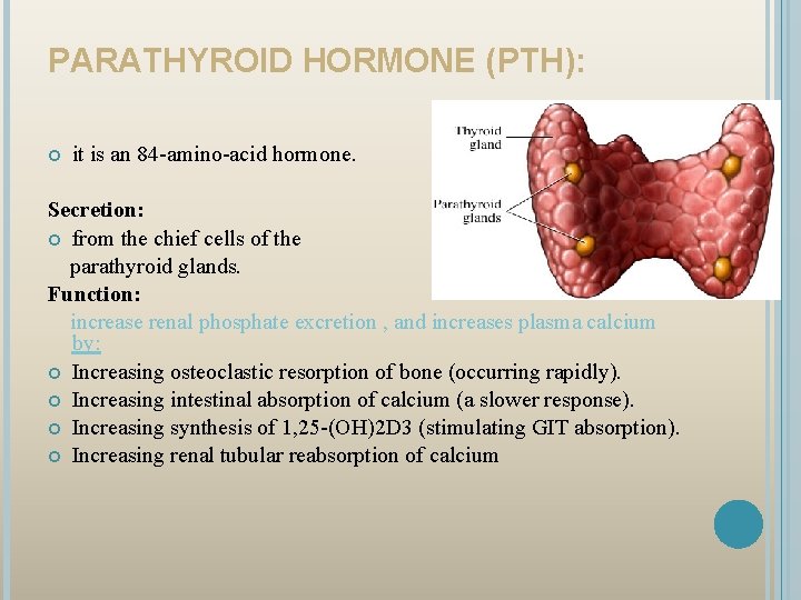 PARATHYROID HORMONE (PTH): it is an 84 -amino-acid hormone. Secretion: from the chief cells