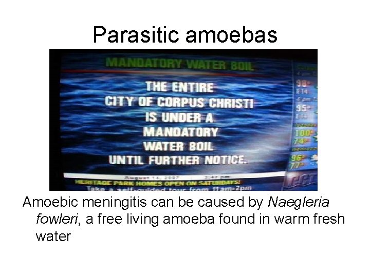 Parasitic amoebas Amoebic meningitis can be caused by Naegleria fowleri, a free living amoeba