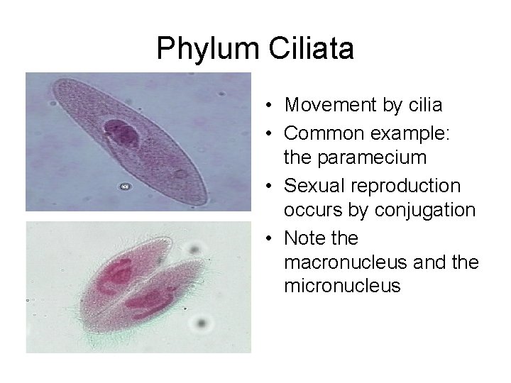 Phylum Ciliata • Movement by cilia • Common example: the paramecium • Sexual reproduction