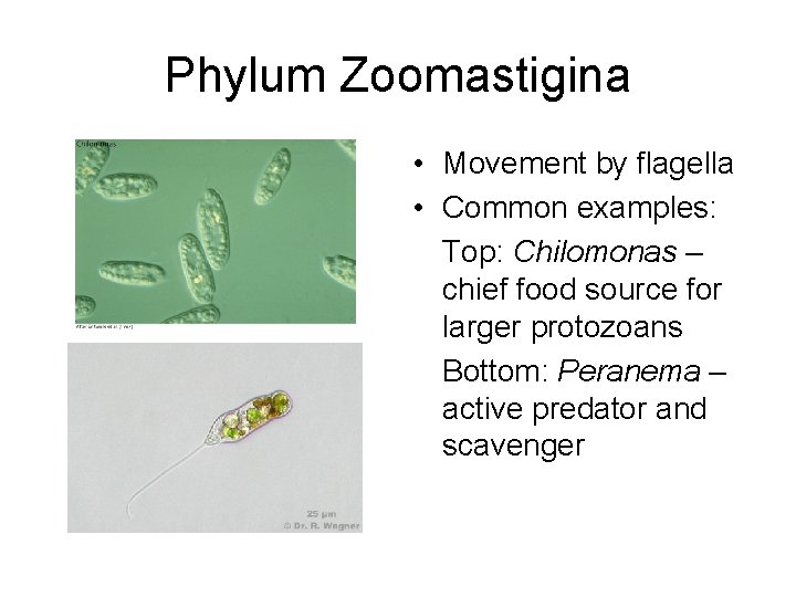 Phylum Zoomastigina • Movement by flagella • Common examples: Top: Chilomonas – chief food