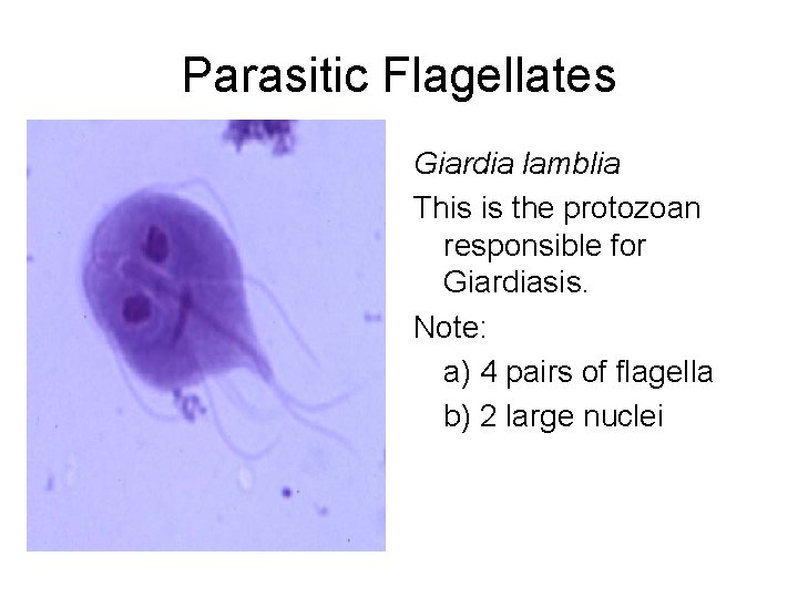 Parasitic Flagellates Giardia lamblia This is the protozoan responsible for Giardiasis. Note: a) 4